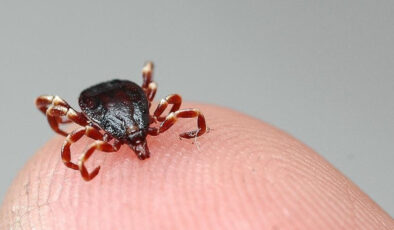 İstanbul’da son 3 ayda 6 binin üzerinde kene hadisesi bildirildi