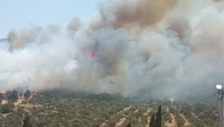 İzmir’de orman yangını