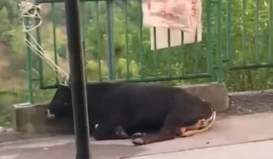 İzmit’te kurbanlık boğa, garaj çatısını kırıp arabanın üzerine düştü