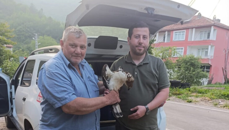 Kastamonu’da yaralı halde şahin bulundu