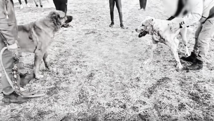 Kayseri’de köpek dövüştüren 8 kişi yakalandı