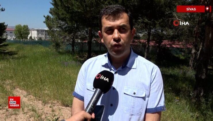 Kediler tembelleşti, kentlerde fare ve yılanlar arttı