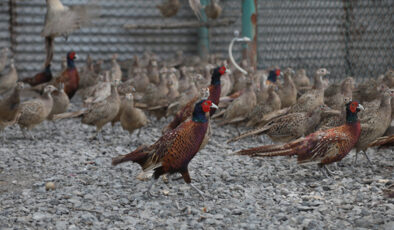 Kene olaylarına karşı tabiata keklik ve sülün salınıyor