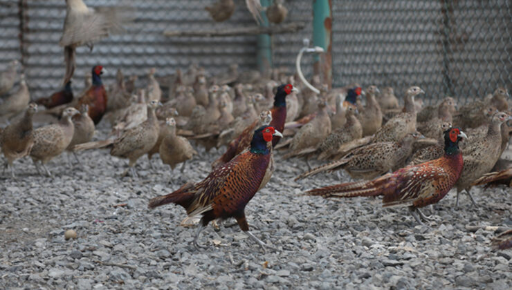Kene olaylarına karşı tabiata keklik ve sülün salınıyor