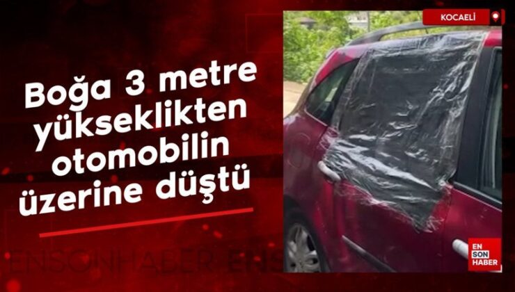 Kocaeli’de boğa 3 metre yükseklikten arabanın üzerine düştü