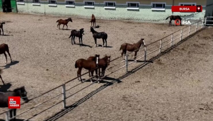 Litresi 2,5 milyon lira yok satıyor