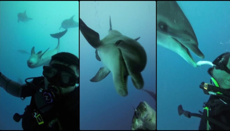 Mersin açıklarında dalış yapan dalgıca yunuslar eşlik etti