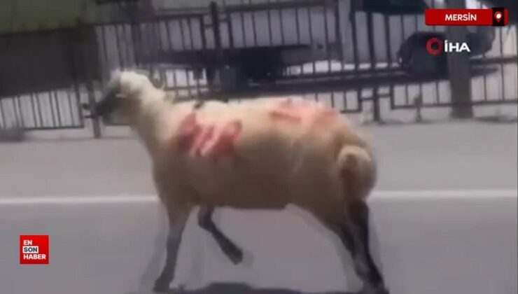 Mersin’de kurbanlıklar firarda