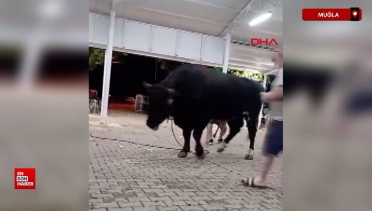Muğla’da para atarken boğanın boynuz darbesiyle havaya fırladı