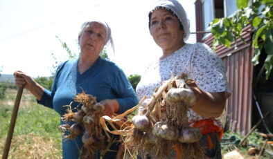 Muğla’nın coğrafik işaretli Ula sarımsağında hasat vakti