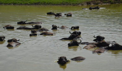 Muş Ovası’nda otlatılan mandalar nehire girmeden yaşayamıyor
