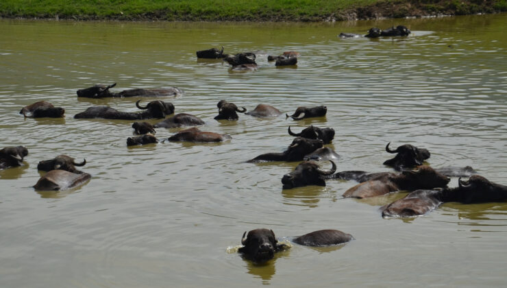 Muş Ovası’nda otlatılan mandalar nehire girmeden yaşayamıyor
