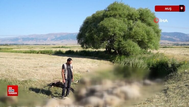 Muş’ta 150 koyun telef oldu