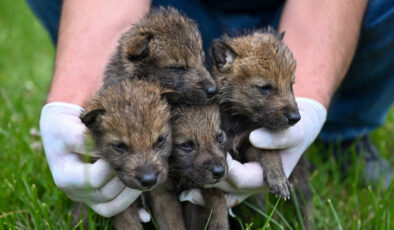Muş’ta bitkin halde bulunan 4 kurt yavrusu muhafaza altına alındı