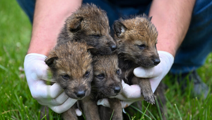 Muş’ta bitkin halde bulunan 4 kurt yavrusu muhafaza altına alındı