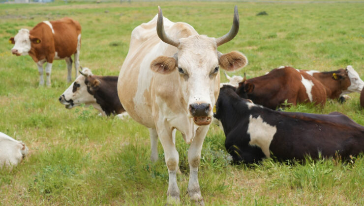 Muş’ta çoban 1 milyon TL isteyince köylüler imece yoluna geri döndü