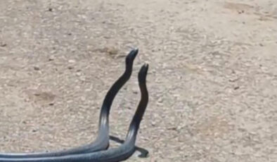 Osmaniye’de yılanların dansı