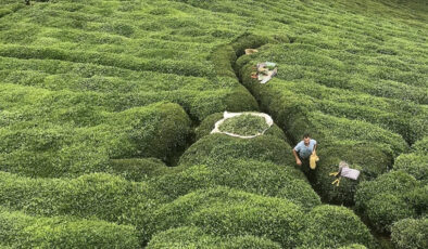 Rize’nin 5 aylık çay ihracatı yüzde 40 arttı