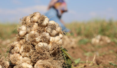 Rusya, Almanya ve İspanya’ya ihraç edilen Aksaray sarımsağının hasadı başladı