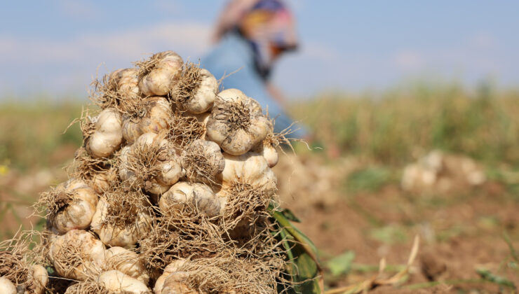 Rusya, Almanya ve İspanya’ya ihraç edilen Aksaray sarımsağının hasadı başladı
