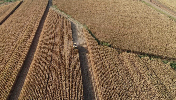 Rusya bu yıl 135 milyon ton tahıl hasadı bekliyor
