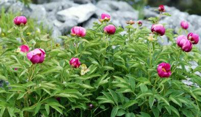 Sakarya’da yılda 10 gün açıyor: Bu çiçeği koparmanın cezası 557 bin TL