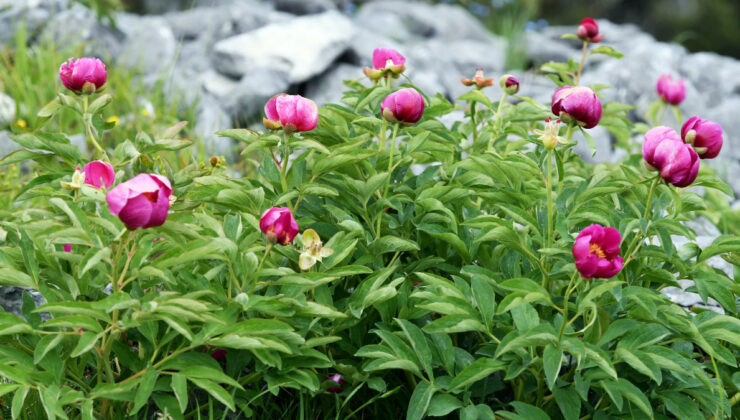 Sakarya’da yılda 10 gün açıyor: Bu çiçeği koparmanın cezası 557 bin TL