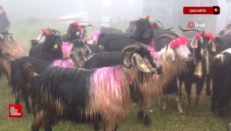 Sakarya’nın Hendek ilçesinde asırlık yayla göçü başladı