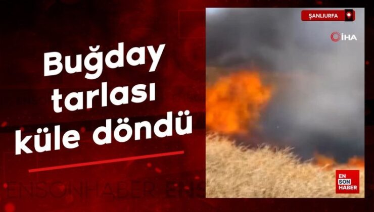 Şanlıurfa’da buğday tarlası küle döndü