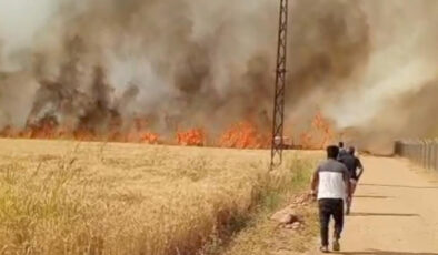 Şanlıurfa’da Harran Ovası’nda 40 dönüm ekili arazi yandı