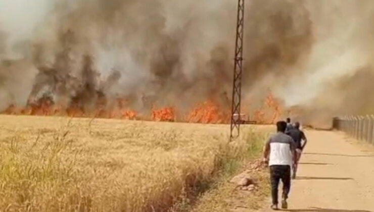 Şanlıurfa’da Harran Ovası’nda 40 dönüm ekili arazi yandı