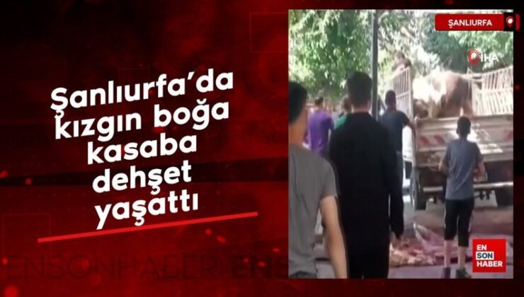 Şanlıurfa’da kızgın boğa kasaba dehşet yaşattı