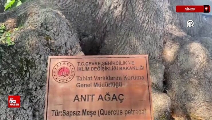 Sinop’ta 677 yaşındaki anıt meşe, köyün buluşma noktası oldu