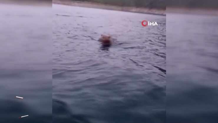 Sinop’ta yüzen ayı kameralara yansıdı