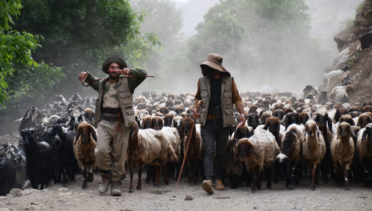 Şırnak’ta göçerlerin yayla seyahati