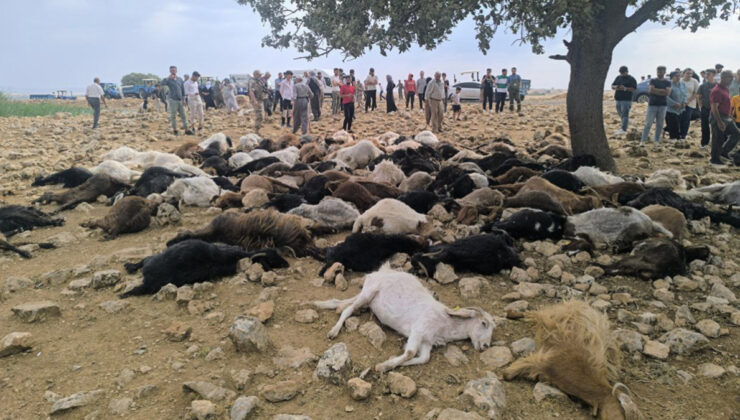 Şırnak’ta yıldırım düştü: 95 hayvan telef oldu