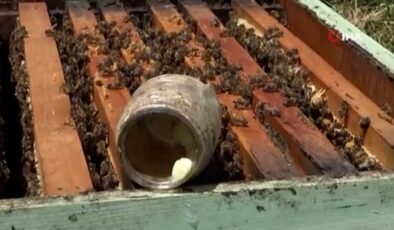 Sivas’ta arı sütü, kilosu 45 bin liradan alıcı buluyor