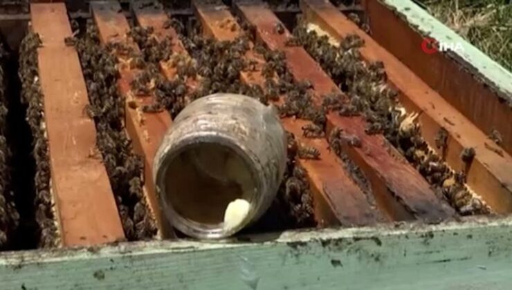 Sivas’ta arı sütü, kilosu 45 bin liradan alıcı buluyor