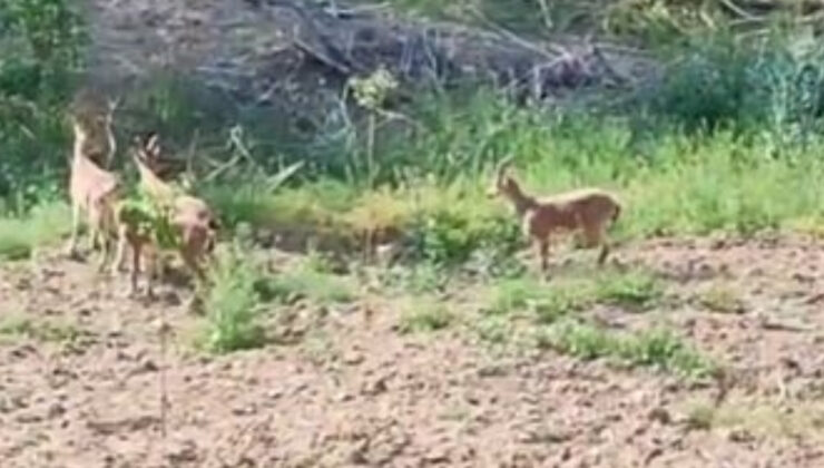 Sivas’ta çiftçinin yaban keçileri ile diyaloğu: Sizi burada vururlar
