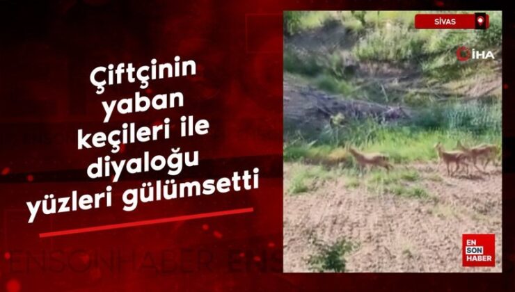 Sivas’ta çiftçinin yaban keçileri ile diyaloğu yüzleri gülümsetti