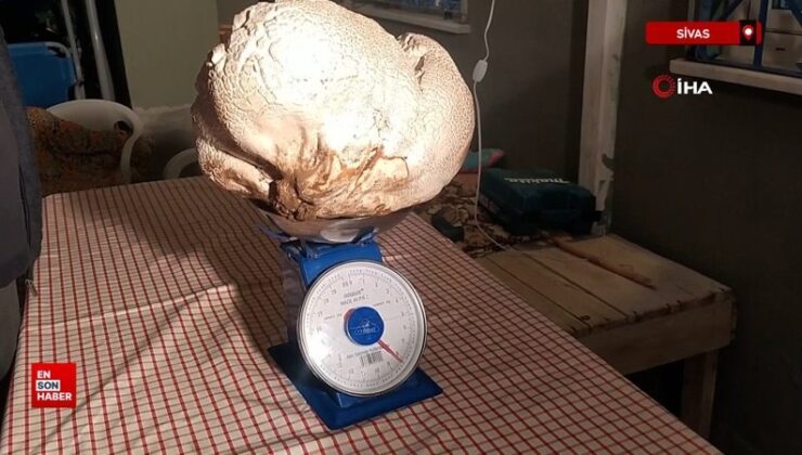 Sivas’ta ‘Hayatımda birinci kere gördüm’ dedi, görenler gözlerine inanamadı