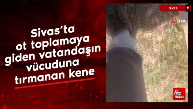 Sivas’ta ot toplamaya giden vatandaşın bedenine tırmanan kene