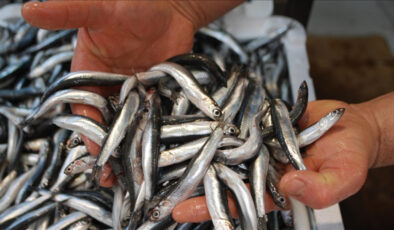 Son 10 yılda en çok avlanan balık çeşidi: Hamsi