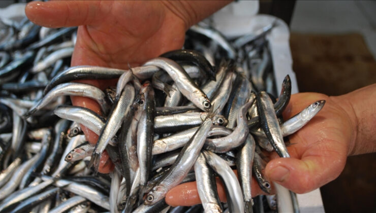 Son 10 yılda en çok avlanan balık çeşidi: Hamsi