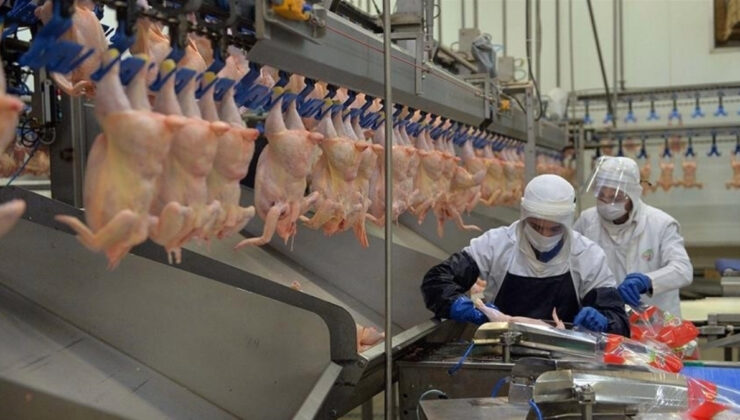 Tavuk eti üretimi aylık yüzde 2,6 arttı