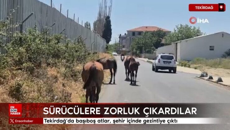 Tekirdağ’da başıboş atlar, kent içinde gezintiye çıktı