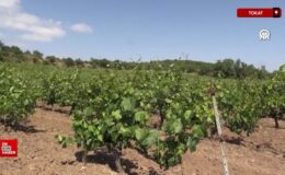 Tokat’ta coğrafik işaretli “narince” bağ yaprağında hasat sürüyor