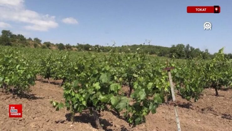 Tokat’ta coğrafik işaretli “narince” bağ yaprağında hasat sürüyor