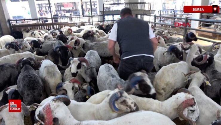 Trabzonspor renklerine boyadığı koçlar Bursa’da ilgi odağı oldu