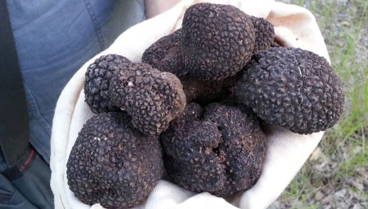 Trüf mantarının Türkiye iktisadına katkısı: 650 milyon lira